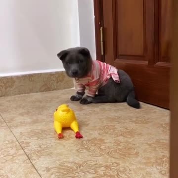 Dog or cat , funny dog , new dog