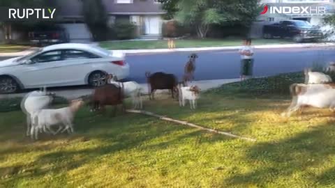 SAD: Grupa koza okupirala dvorište u Idahu