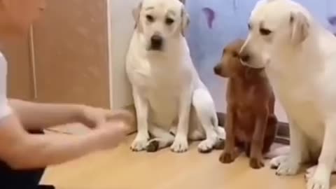 funniest cats and dogs ---- _firsticon _shorts _ funny reaction video