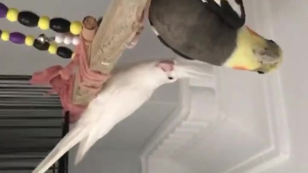 Cockatiel singing parrot singing funny animals funny birds