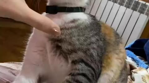 cats are most cutest animals in the world,,, 😍😘if you as a cats lover, you can follow us ♥️