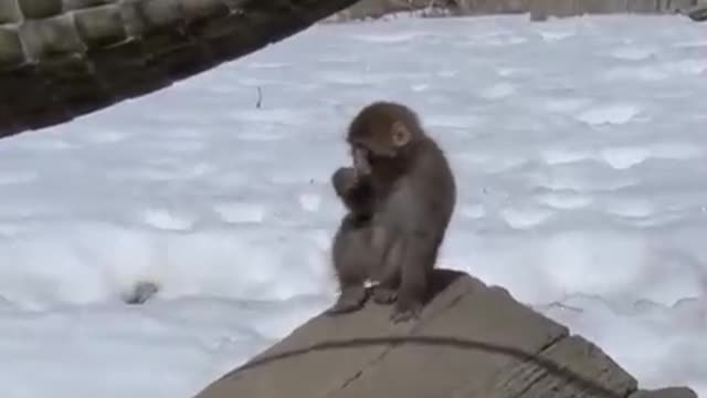 Goodbye Snow!