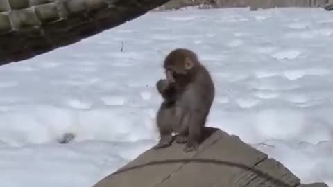 Goodbye Snow!