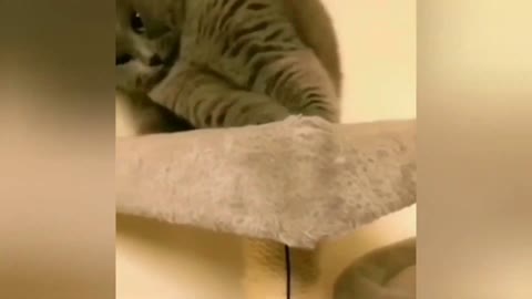 Top 50 Most Funny Animal Videos!!! #15