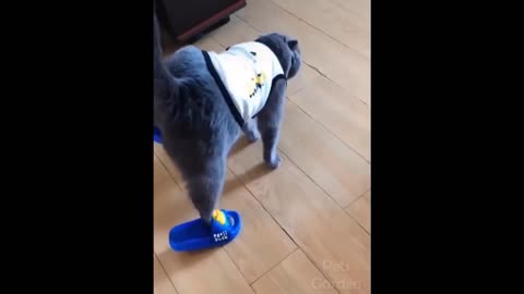 Baby Dogs - Cute and Funny Dog