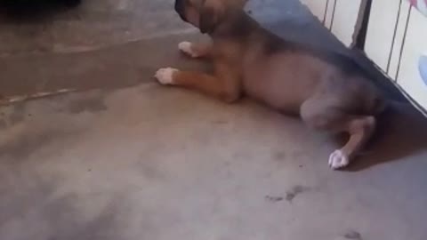 Cachorrinho fofo