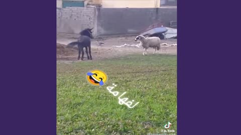 موت ضحك 🤣🤣 حمار قبيح ويركل صاحبه لقطات مضحكة ضحك حتى الموت حيوانات مضحكة