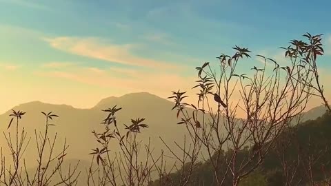 Beautyful bird flying slow-motion short