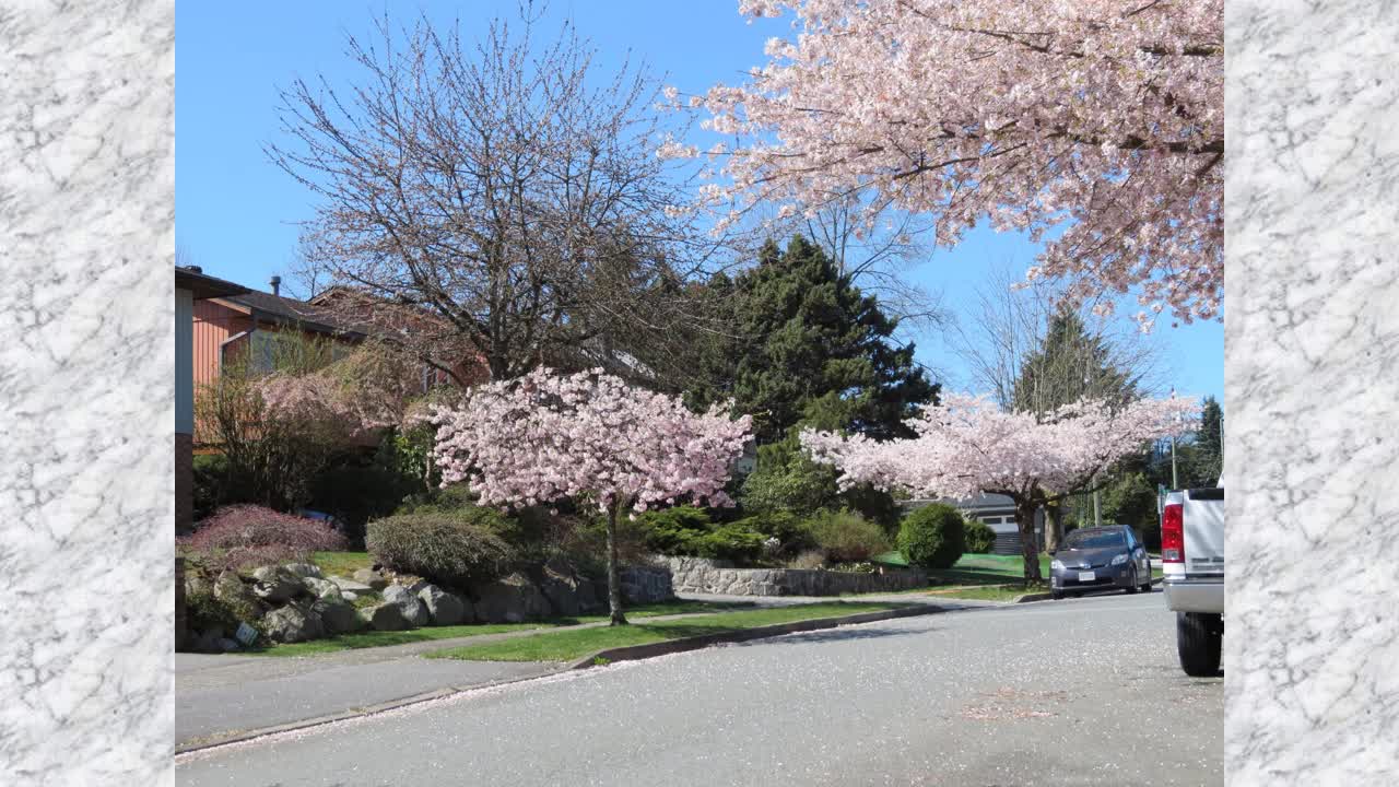 Burnaby in Cherry Pink