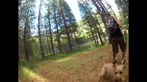 When Animals Go On A Rampage!!