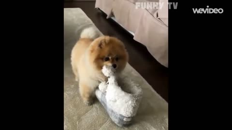 kp00-Very Cute Pomeranian Puppy
