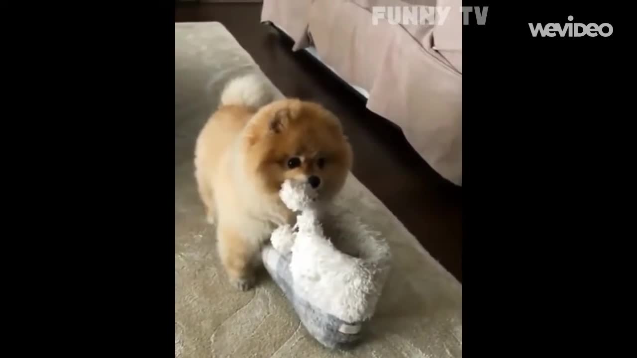 kp00-Very Cute Pomeranian Puppy