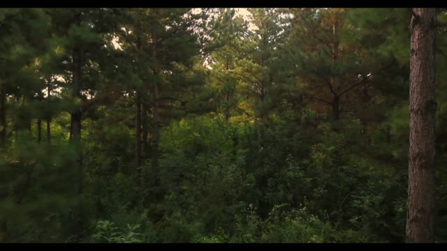 Something Weird footage captures by Drone in dense forest