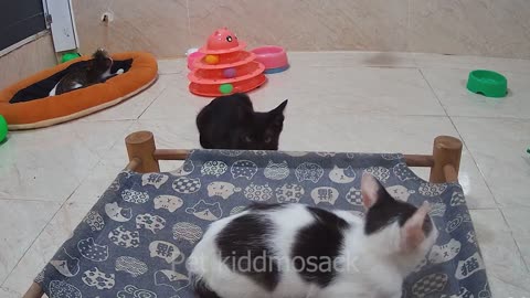 Cute cats funny cats 10