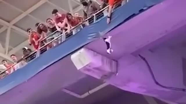 The cat survived a horrible fall