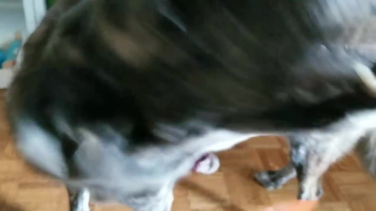 Dog reacts to owner's persistence with sticky tape