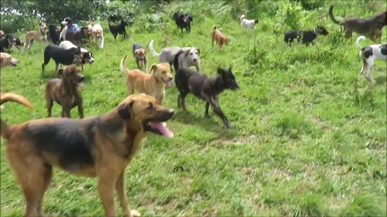 Dog Rescue Ranch Sanctuary in Costa Rica