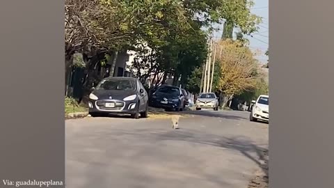 Fan animals video