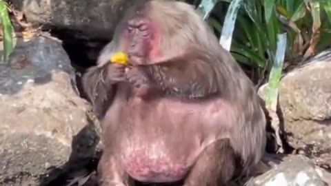 In America Even The Monkeys Are Obese