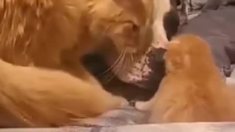 Cat mom introducing her few weeks old kitten to her dog friend.