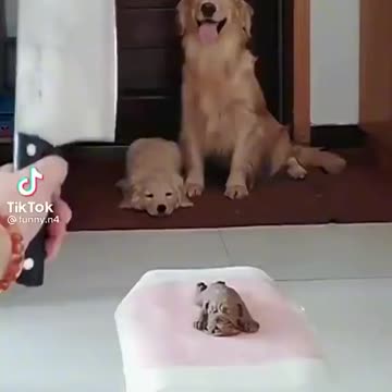 Good dog !!🐕 🤣😂👆🏾