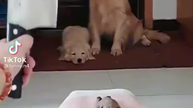 Good dog !!🐕 🤣😂👆🏾