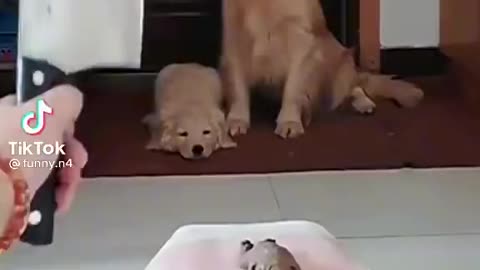 Good dog !!🐕 🤣😂👆🏾