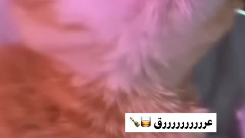 گربه‌ی مست