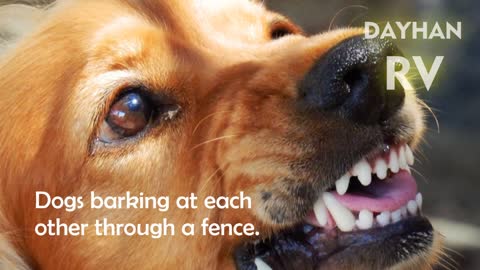 ANGRY DOGS BARKING sound effect HD