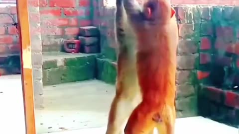 Mirror Vs Monkey