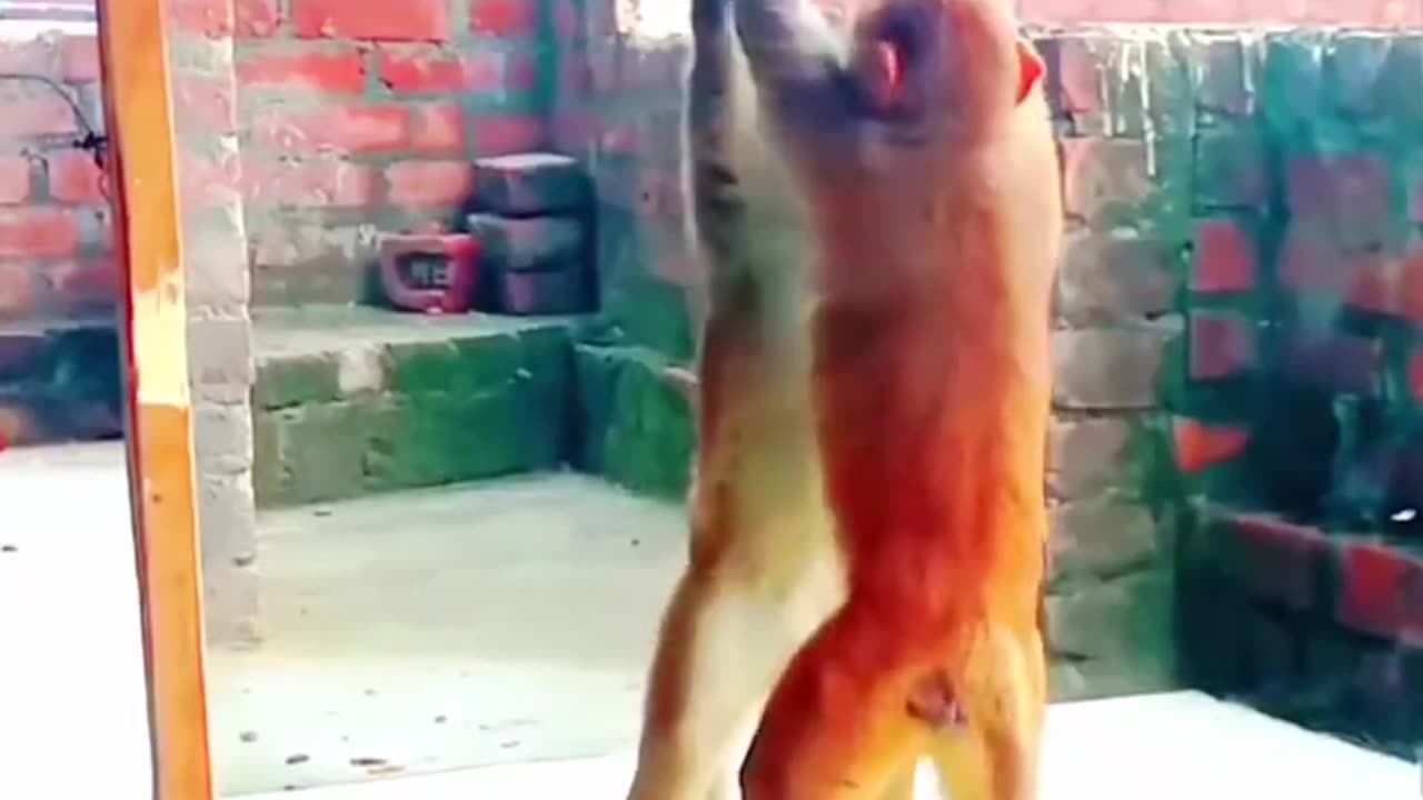 Mirror Vs Monkey