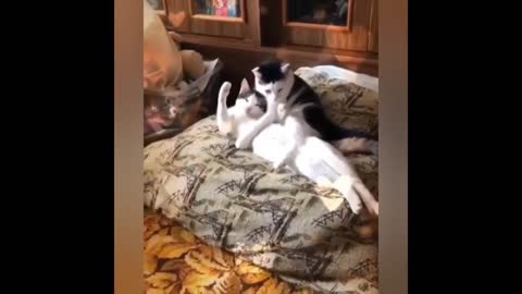 Best funny cats video of