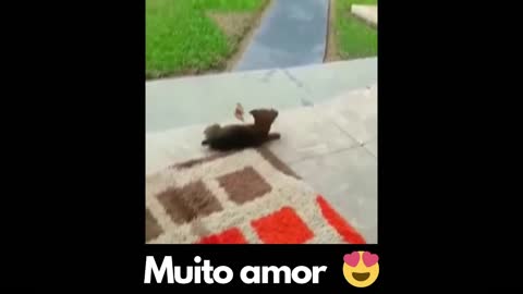 little dog playing with the butterfly