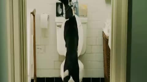 Smart dog,