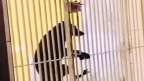 Sometimes seeing something unusual can't believe your eyes #shorts #viral #shortsvideo #video