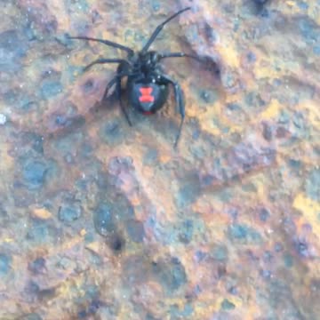 Black widow spider