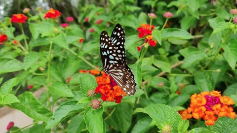 A Very Beautiful Butterfly on a Plant