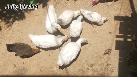swans are eating | daily life vlog