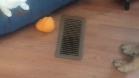 Dog vs cat