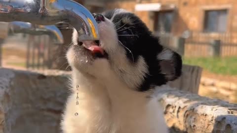 Cute dog puppy drinking water, cute puppy