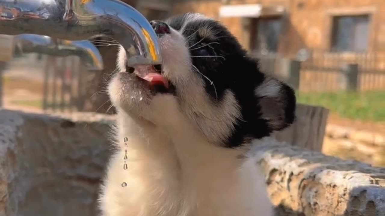 Cute dog puppy drinking water, cute puppy
