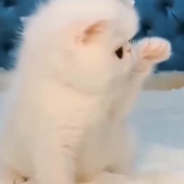 Funniest cat and Dog, Try not to laugh challenge, Pet Lover #short