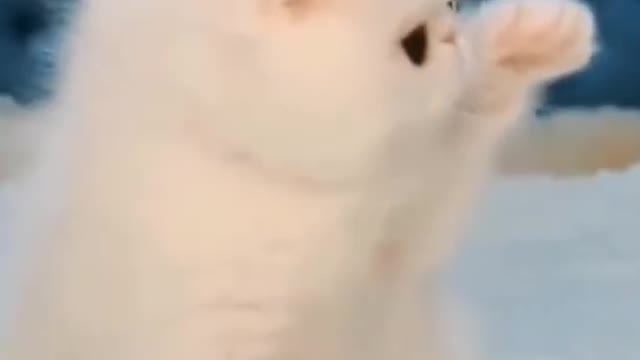 Funniest cat and Dog, Try not to laugh challenge, Pet Lover #short