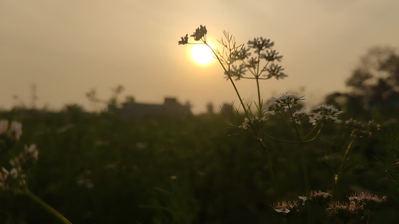 Sunset nature video