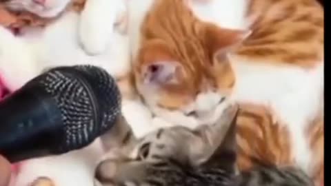 Cats funny video 2023 🤣👀 - The funniest pet videos of all time #shorts #funny #funnyshorts #animal