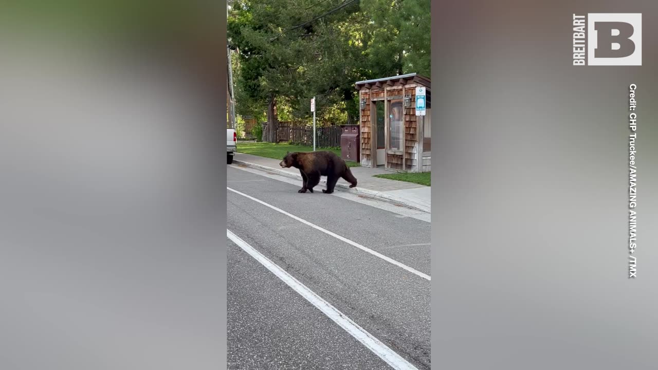 UnBearably Kind Gesture: Highway Patrol Officer Helps Hesitant Bear Cross Street