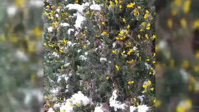 Gorse,golden flowers