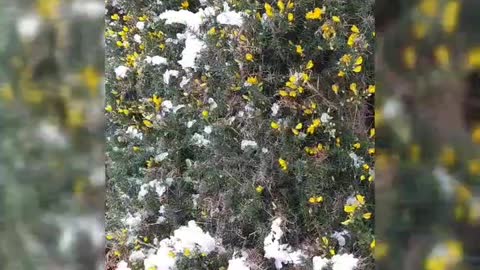 Gorse,golden flowers
