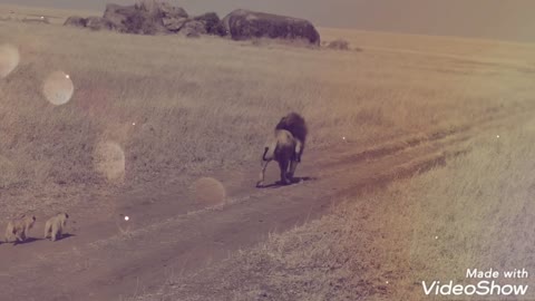 معركة🐆 بين اسد وثور🐃A little lion trying to hunt, see what happened