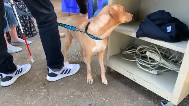 El mundo entero se une en un día para ayudar al perrito al que sus dueños removieron sus ojitos